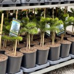 Araukária andská (Araucaria araucana) - výška 25-35 cm; kont. C3L (-18°C)
